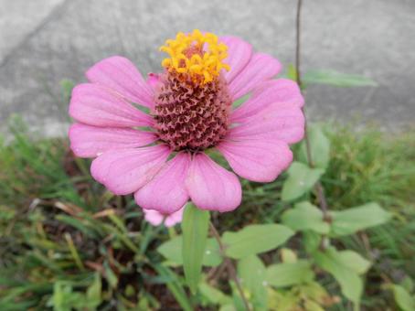 【花の写真】 ヒャクニチソウ（百日草）の写真