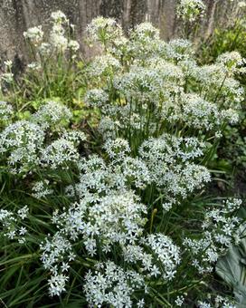 白い花 白い花 ニラ,白い花,群生の写真素材