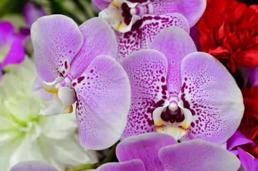 パープルの胡蝶蘭 胡蝶蘭,パープル,紫の写真素材