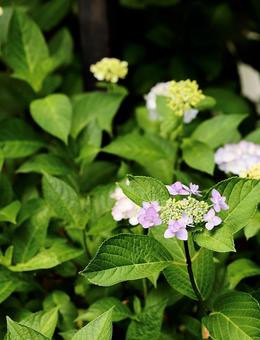 長野長谷寺の紫陽花12 長野長谷寺の紫陽花12の写真