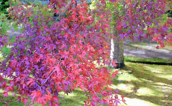 鮮やかな赤・紫のもみじの紅葉 鮮やかな赤・紫のもみじの紅葉 紅葉,もみじ,秋の写真素材