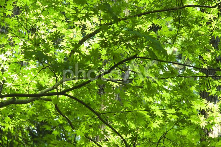 青紅葉 紅葉,もみじ,新緑の写真素材