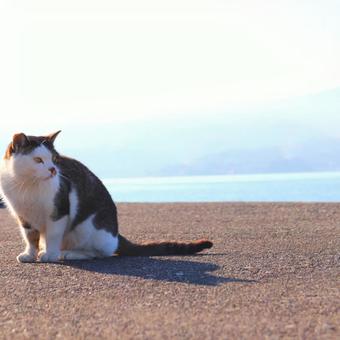 ねこ ねこの写真