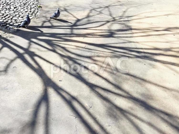 樹木の柔らかい影 影,かげ,木の写真素材