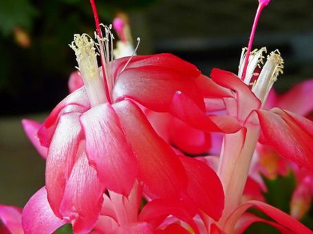 蝦蛄葉サボテン 蝦蛄葉サボテン 花,植物,シャコバサボテンの写真素材