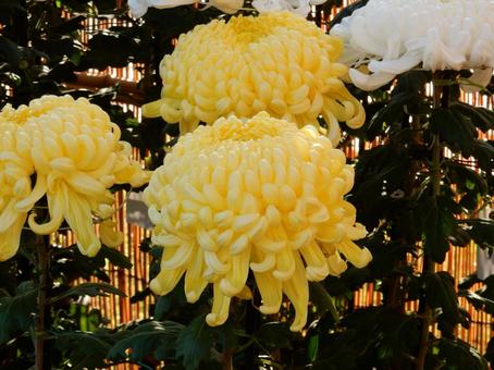 【風景写真】福山菊花展覧会の風景の写真