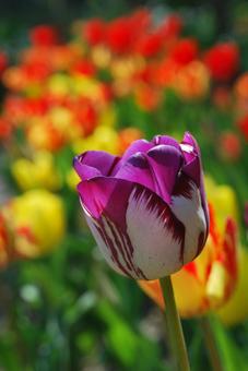 Tulip flowers, JPG Tulip flowers, JPG