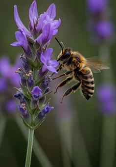 ラベンダーの紫色の花と蜜を吸うミツバチ ラベンダーの紫色の花と蜜を吸うミツバチの写真