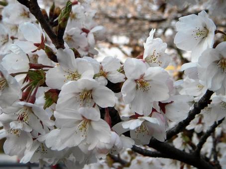 桜 桜 桜,サクラ,さくらの写真素材
