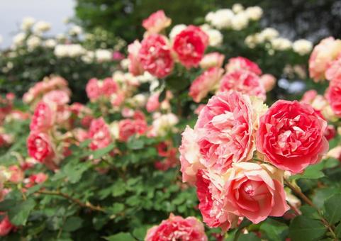 華やぐ薔薇の花 華やぐ薔薇の花の写真