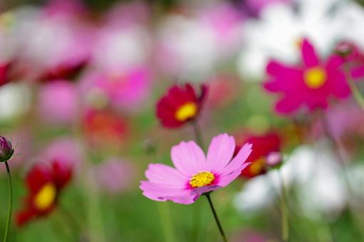 コスモス畑 可憐なピンクの花 コスモス畑 可憐なピンクの花の写真