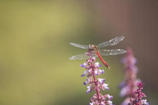 Red dragonfly resting on a flower, dragonfly, insect, dragonfly, JPG