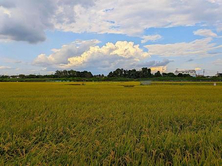 入道雲と田んぼの稲穂の風景 入道雲と田んぼの稲穂の風景の写真