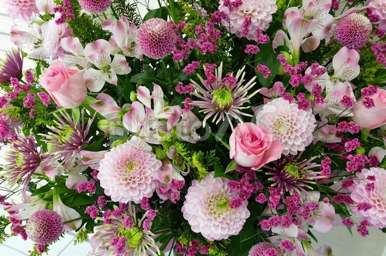 赤系ピンク系の花たくさん ダリア,バラ,アナスタシアマムの写真素材