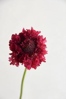 赤いスカビオサの写真