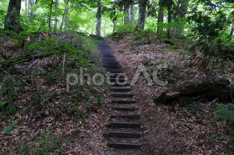 鶏頭場の池　見学場所に行く遊歩道 白神山地,十二湖,青森県の写真素材