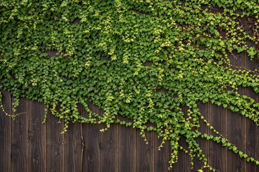 【背景素材】草の生えた壁 【背景素材】草の生えた壁 蔦,壁,植物の写真素材