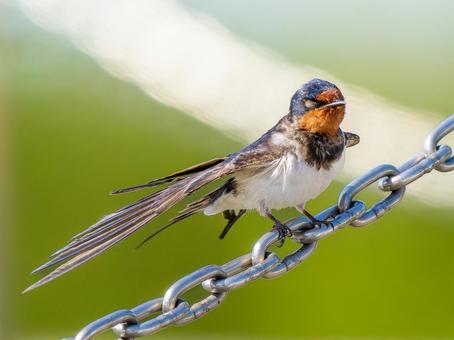チェーンにとまるツバメ チェーンにとまるツバメ ツバメ,燕,野鳥の写真素材