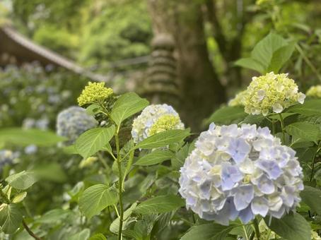 紫陽花 紫陽花 紫陽花,アジサイ,白の写真素材