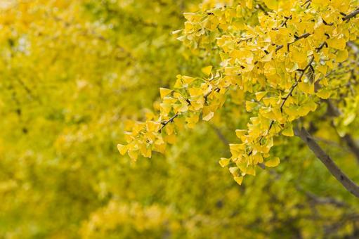 色付き始めた公園のイチョウの葉 公園,雨,11月の写真素材