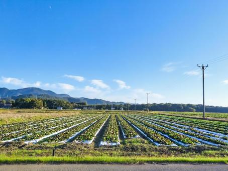 世継宇賀野線から見た滋賀県米原市飯の畑地 畑,農地,田園風景の写真素材