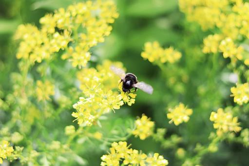 花とハチ 花,ハチ,蜂の写真素材