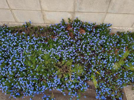 ブロック塀沿いの青い小花の写真