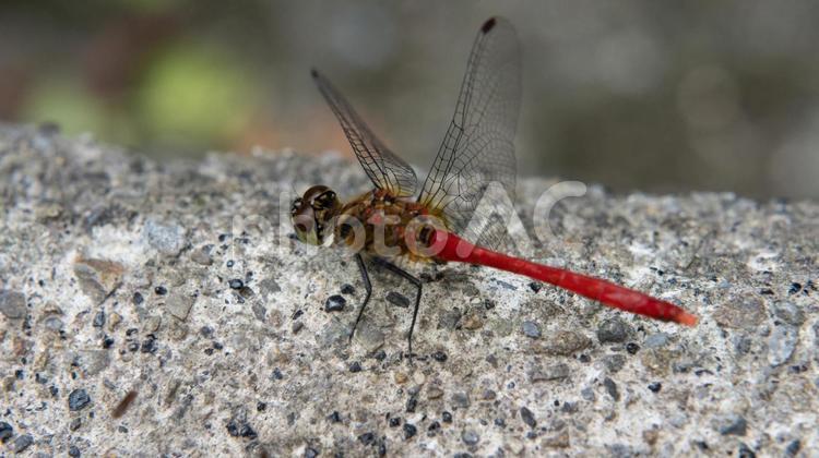 コンクリートの上に止まった赤とんぼ 蜻蛉,昆虫,自然の写真素材