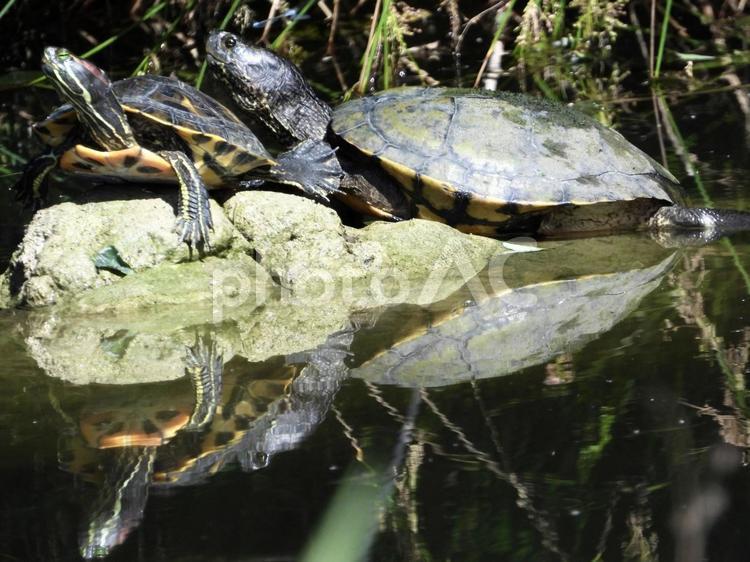 岩の上で甲羅干しをするカメ 爬虫類,カメ,川辺の写真素材