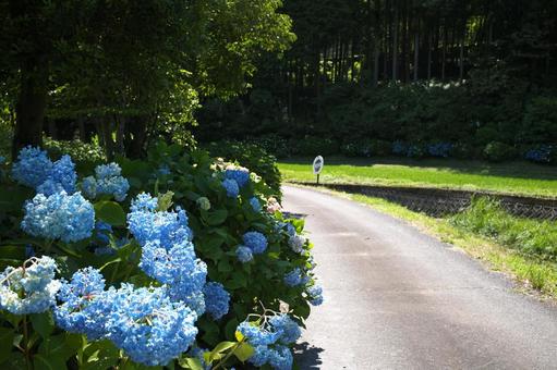 Hydrangea of Inoshino, JPG Hydrangea of Inoshino, JPG