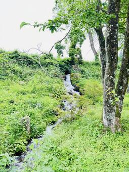 大樹と緑陰に包まれた森の小川 大樹と緑陰に包まれた森の小川 小川,渓流,水の写真素材