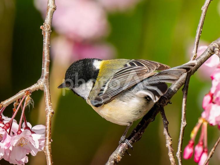 桜にとまるシジュウカラ シジュウカラ,野鳥,鳥の写真素材