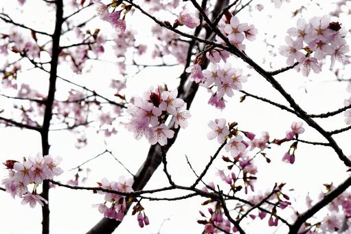 桜 桜の写真