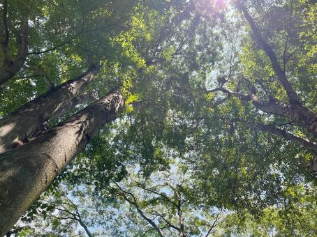 木漏れ日 木漏れ日 木,木漏れ日,自然の写真素材