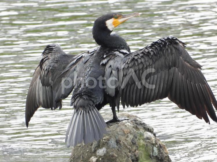 羽を乾かす川鵜 鳥,野鳥,川鵜の写真素材