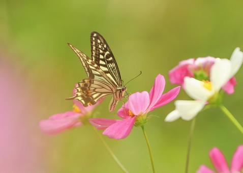 コスモスと蝶の写真