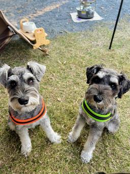 カメラ目線のワンコたち 犬,わんこ,犬科の写真素材