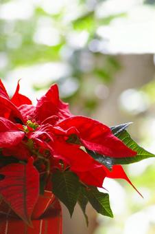 ポインセチア 縦 ポインセチア 縦 ポインセチア,クリスマス,花の写真素材