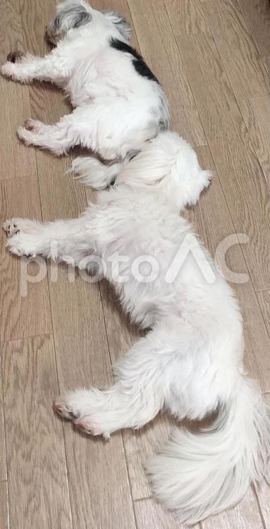 寝ながらお尻の匂いを嗅ぐ犬 犬,動物,かわいいの写真素材