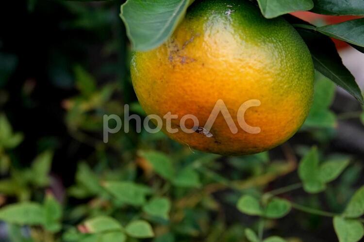 実り始めたみかん 植物,食べ物,緑の写真素材
