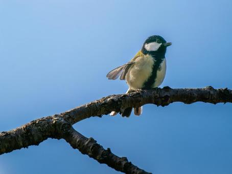 枝にとまるシジュウカラ シジュウカラ,野鳥,鳥の写真素材