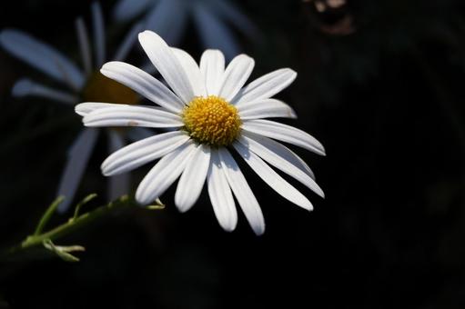 白い花びらのピオレギクの花のアップの写真