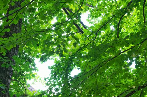 柔らかな緑 木,緑,グリーンの写真素材