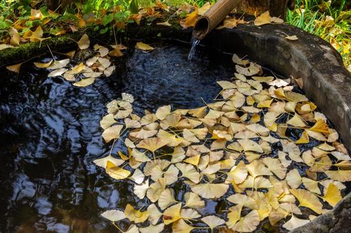 勝楽山高蔵寺阿弥陀堂⒃ 秋,紅葉,勝楽山高蔵寺阿弥陀堂の写真素材