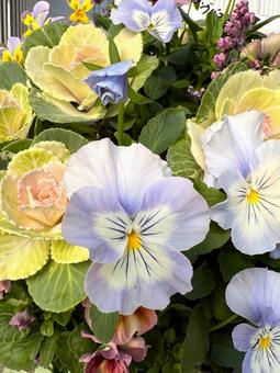 パステルカラーの寄せ植え パンジー,ハボタン,寄せ植えの写真素材