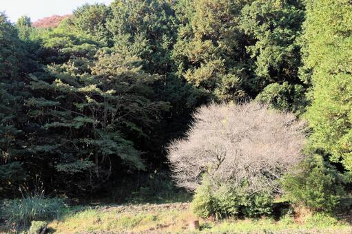 枯れ木 山の中,景色,山々の写真素材