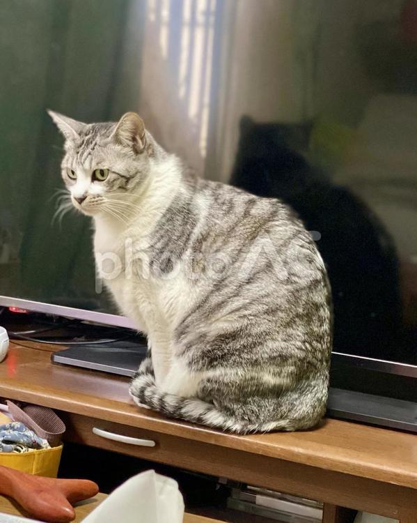 テレビの前でお座りをするサバ白にゃんこ様 猫,サバ白,お座りの写真素材