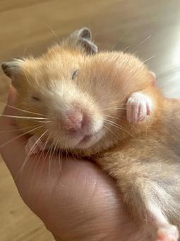 手の中で寝ているハムスター 小動物,ハムスター,齧歯目の写真素材