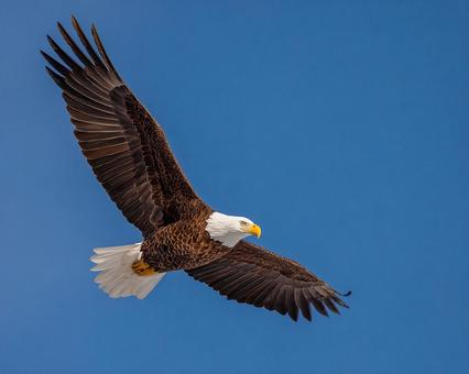 青空を舞う、堂々たるワシの飛翔 青空を舞う、堂々たるワシの飛翔の写真