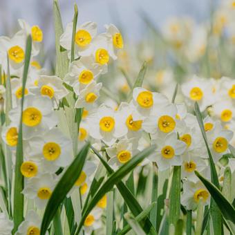 スイセンの花 水仙,冬,1月の写真素材